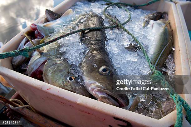 cod fish in a box at harbor of borgarfjordur in the eastern iceland - cultura islandesa fotografías e imágenes de stock