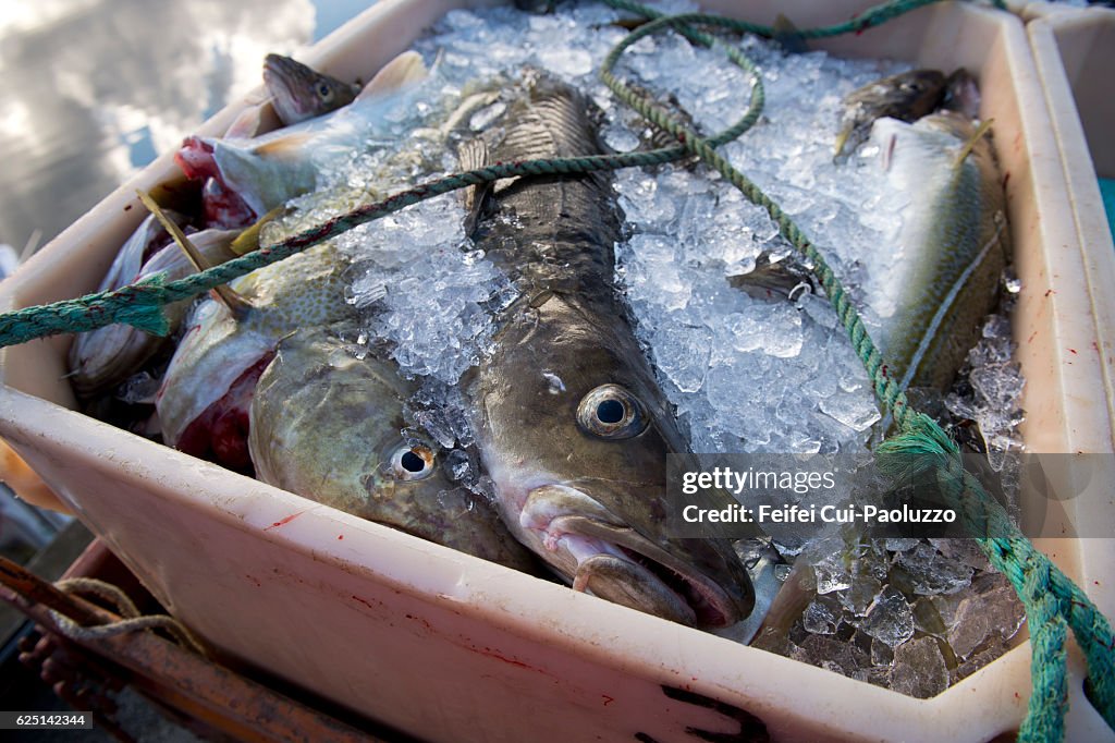 Cod fish in a box at harbor of Borgarfjordur in the eastern Iceland