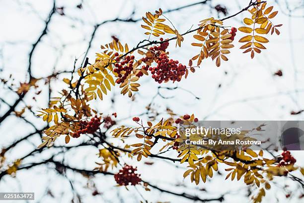 branches of ash tree with yellow leaves and red berries against overcast sky - ash bildbanksfoton och bilder