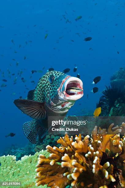 Harlequin Sweetlips cleaned by Cleaner Wrasse, Plectorhinchus chaetodonoides, Komodo National Park, Indonesia.