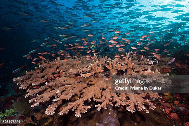 Neon Fusiliers over Coral Reef, Pterocaesio tile, Komodo National Park, Indonesia.