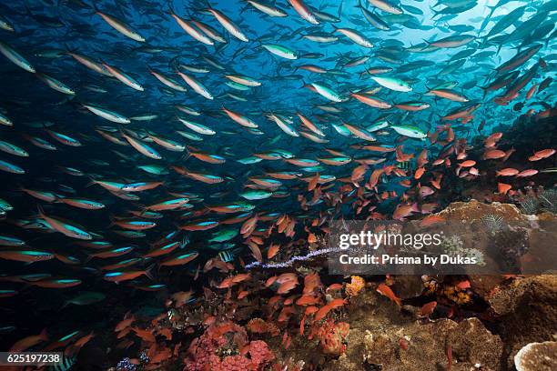 Neon Fusiliers over Coral Reef, Pterocaesio tile, Komodo National Park, Indonesia.