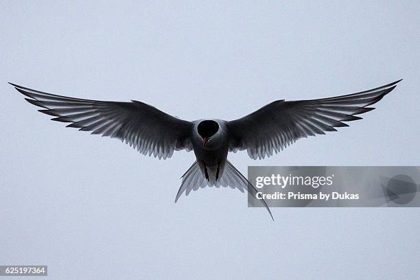 Arctic tern, tern, Sterna paradisaea, bird, flying, Alaska, USA, .