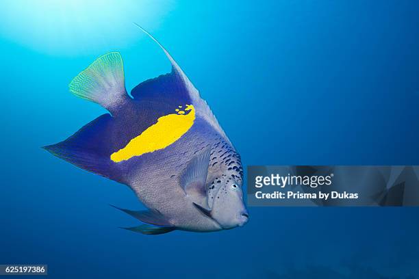 Yellowbar Angelfish, Pomacanthus maculosus, Red Sea, Dahab, Egypt.