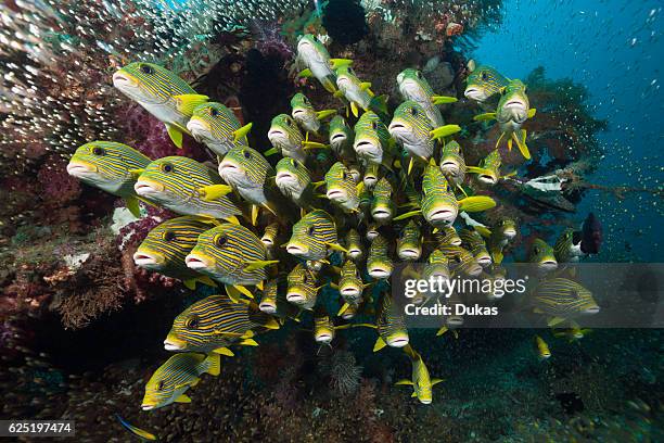 Shoal of Yellow-ribbon Sweetlips, Plectorhinchus polytaenia, Raja Ampat, West Papua, Indonesia.