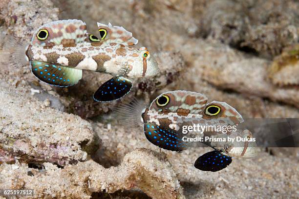 Pair of Crab-Eye Goby, Signigobius biocellatus, Raja Ampat, West Papua, Indonesia.
