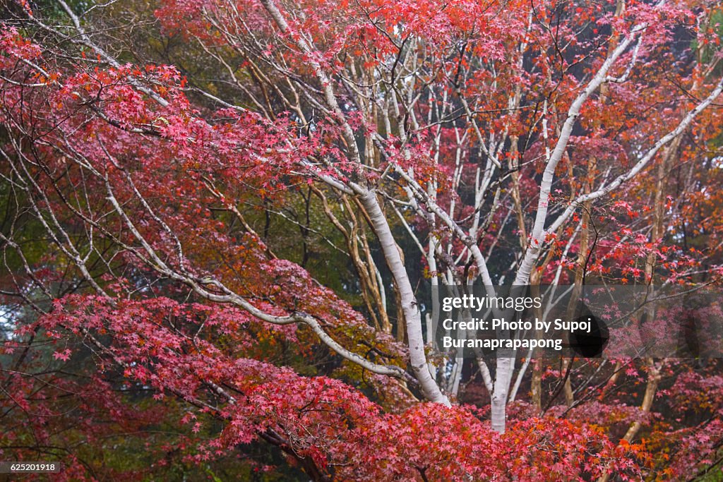 Red maple leaves on the maple tree , saga , kyushu , japan