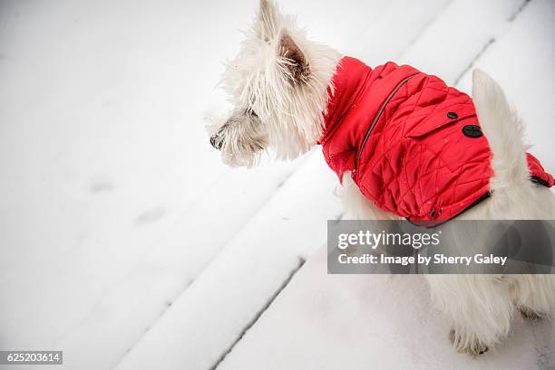 west highland white terrier in red down jacket - down coat stock-fotos und bilder