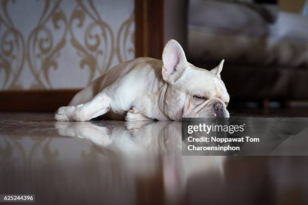 sleeping french bulldog - bulldog francés fotografías e imágenes de stock