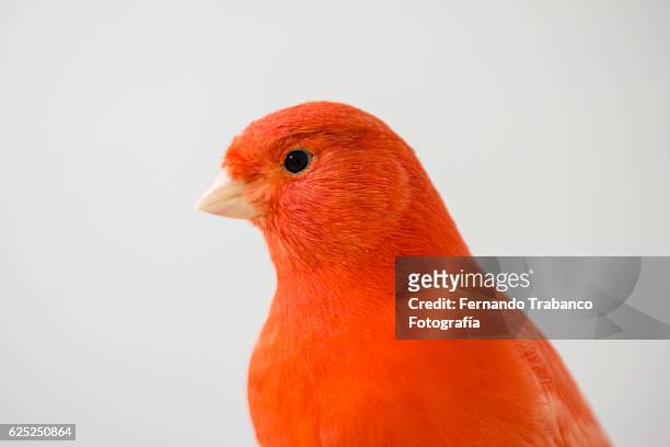 red canary - canarino delle isole canarie foto e immagini stock
