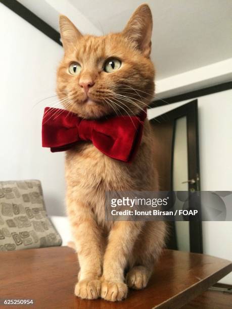 cat in bow tie sitting on table - cat bow tie stock pictures, royalty-free photos & images