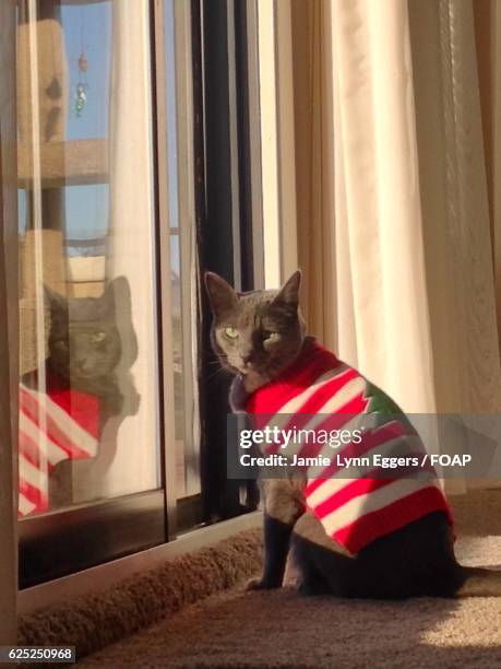 reflection of kitten on window - ugly cat stockfoto's en -beelden