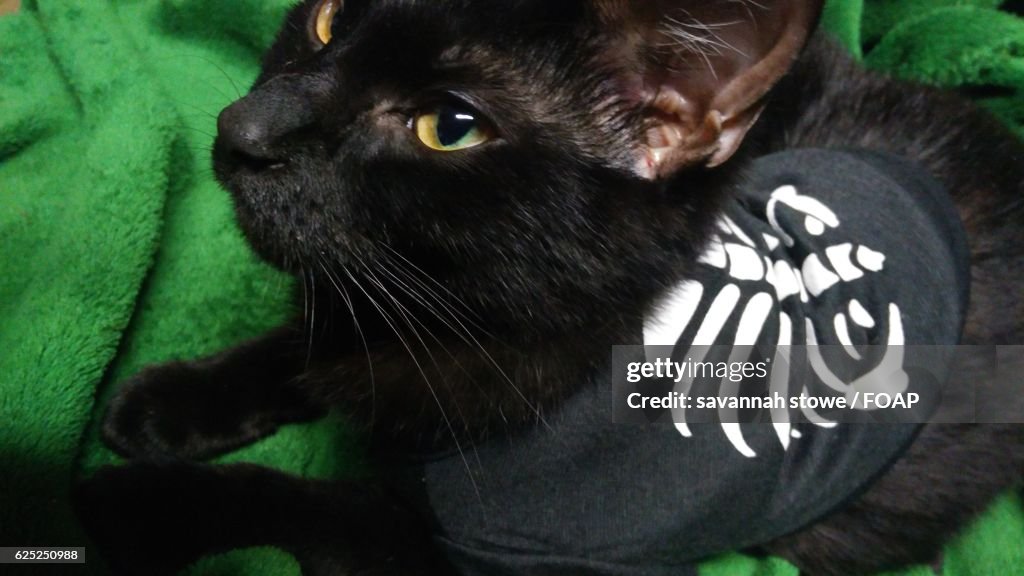 Cat in halloween costume