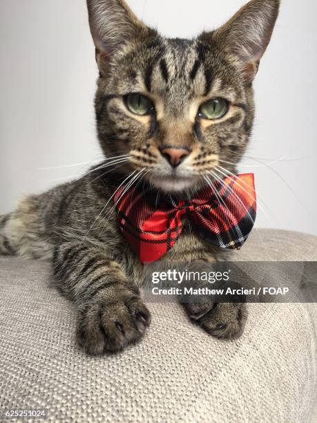 close-up of a tabby cat wearing bow tie - cat bow tie stock pictures, royalty-free photos & images