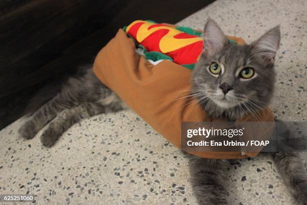 cat in hot dog costume - hot dog costume stock pictures, royalty-free photos & images