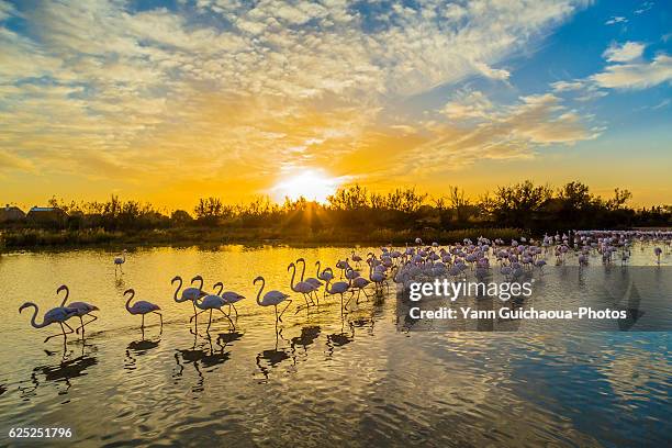 greater flamingos, phoenicopterus roseus,camargue, france - camargue stock pictures, royalty-free photos & images