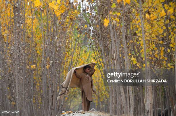 In this photograph taken on November 22 an Afghan child shepherd walks under the changing leaves of trees on the outskirts of Jalalabad.