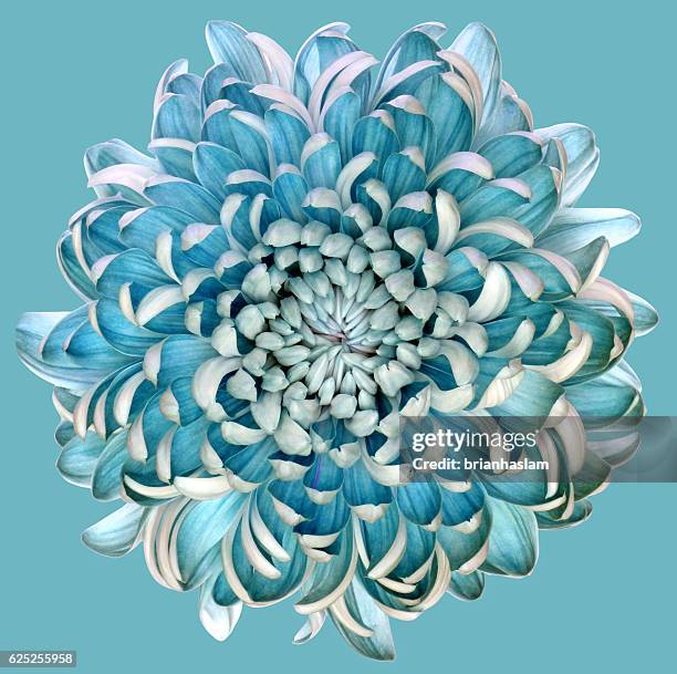 blue chrysanth - colour manipulation stock pictures, royalty-free photos & images