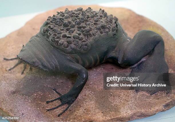 Toade Suriname Toad Stock-Fotos und Bilder - Getty Images