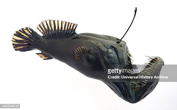 Model of an anglerfish. Anglerfishes are fish of the teleost order Lophiiformes. Dated 20th Century.