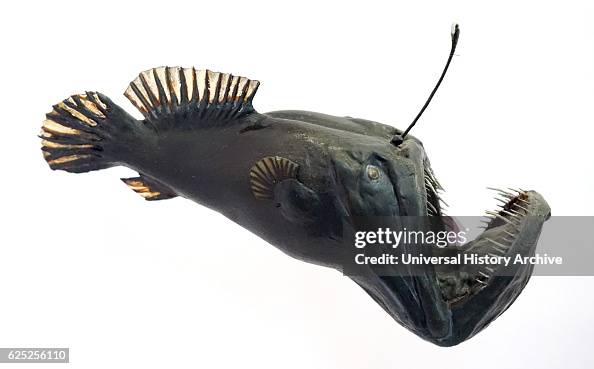 Model of an anglerfish. Model of an anglerfish.