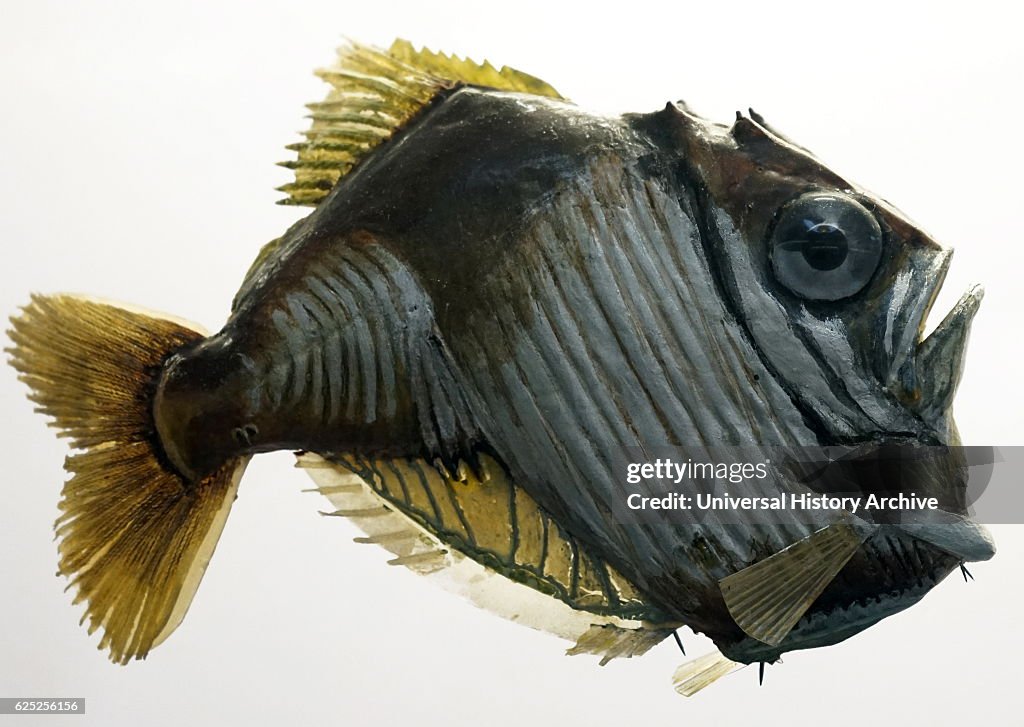 Model of a Freshwater hatchet fish.