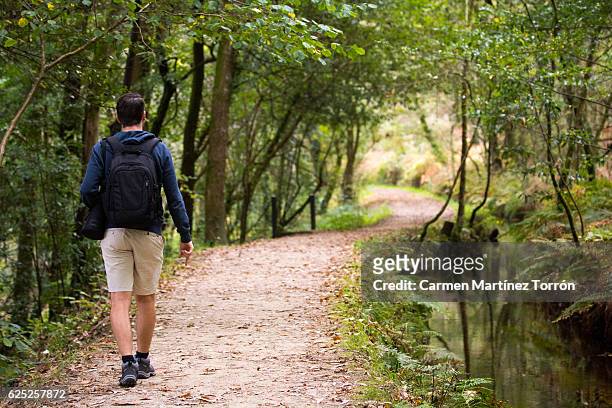 man walking at eucalyptus forest of chavin, lugo. the oldest in europe. - vivero stock-fotos und bilder