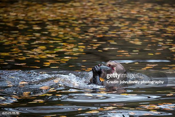 giant otter biting on a rainbow trout fish while swimming. peak district. derbyshire. uk - lutra lutra - fotografias e filmes do acervo