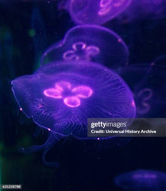 Aurelia aurita, a translucent jellyfish which is recognized by its four horseshoe -shaped gonads, which are visible through the top of the bell....