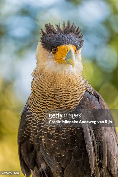 portrait of a southern crested caracara (caracara plancus) - mieneke andeweg stock pictures, royalty-free photos & images