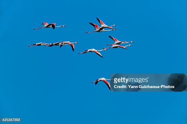 greater flamingos, phoenicopterus roseus,camargue, france - greater flamingo stock-fotos und bilder