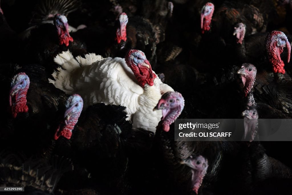 BRITAIN-LIFESTYLE-ANIMAL-CHRISTMAS-TURKEY