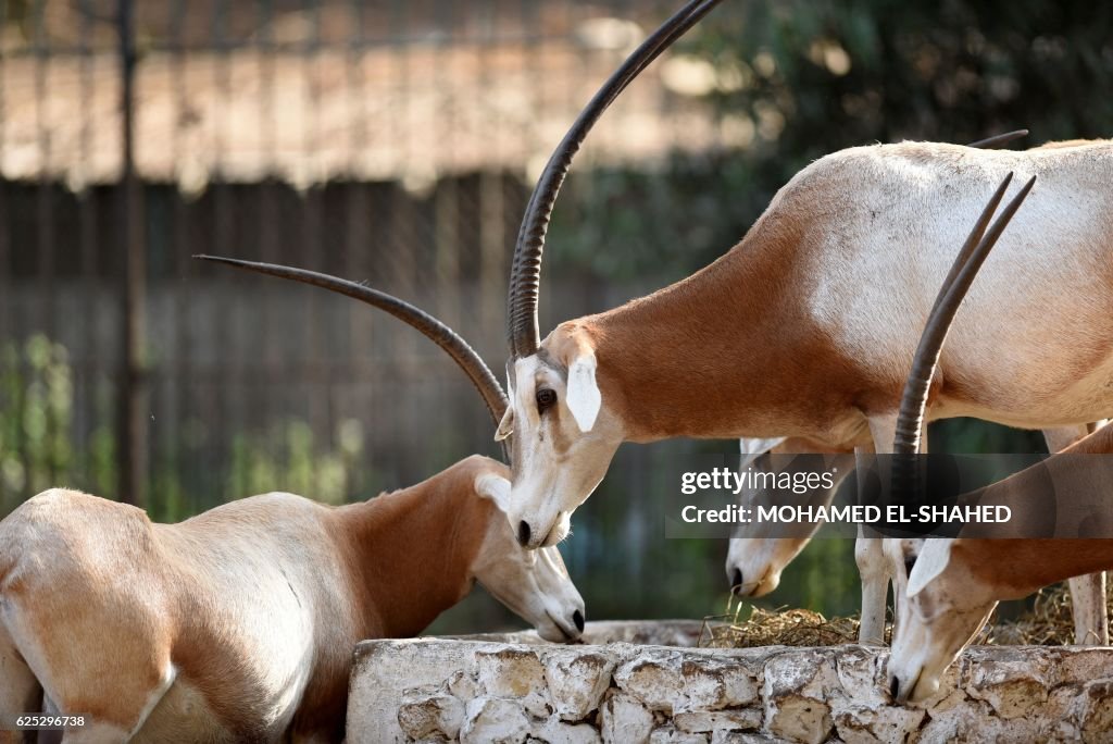 EGYPT-ANIMAL-ZOO