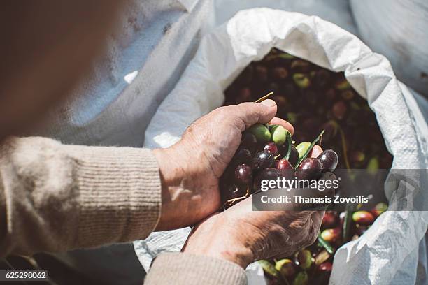 full hands of olives - olive tree imagens e fotografias de stock