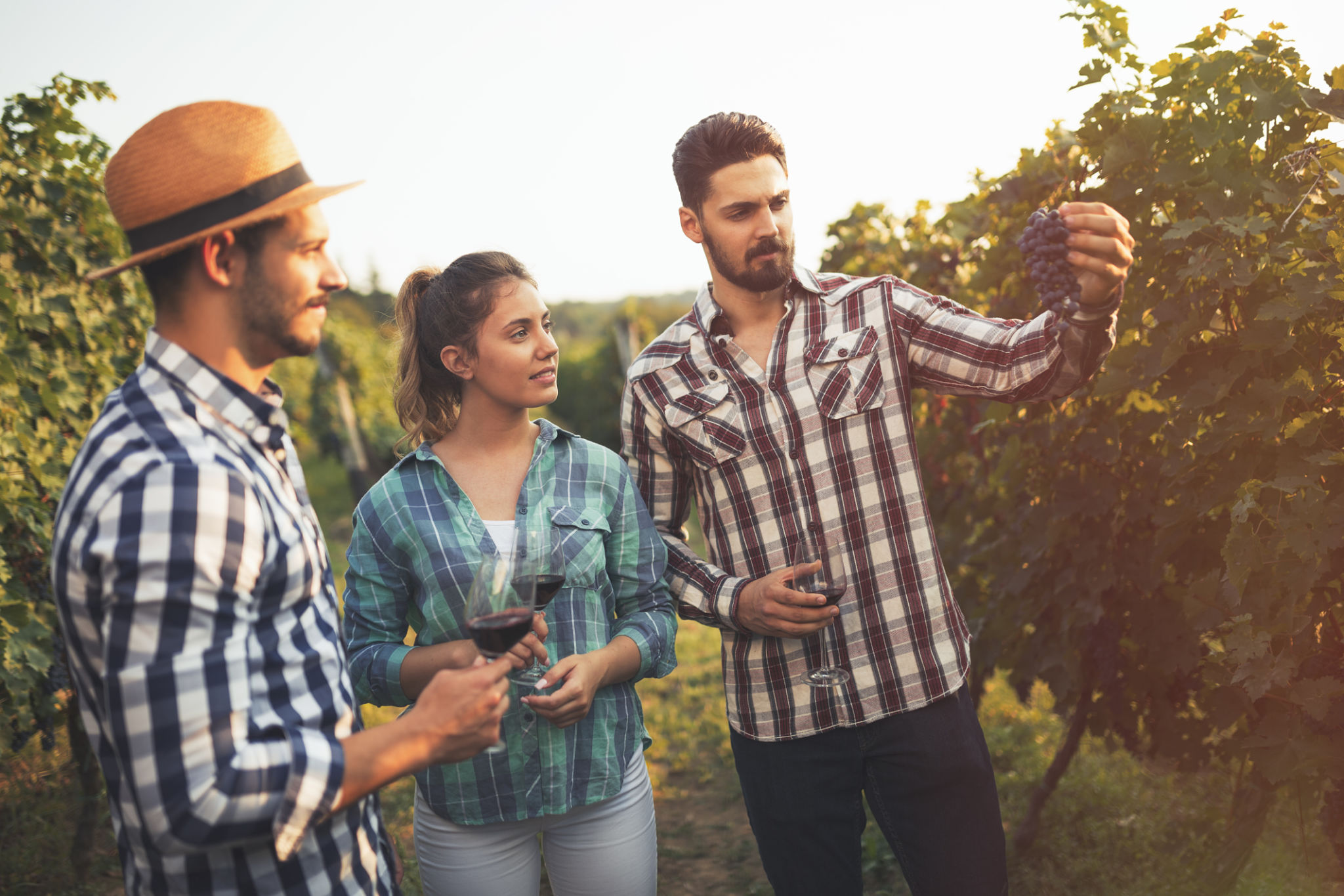 group tour in vineyard