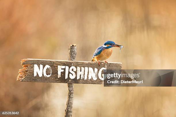 kingfisher posing on no fishing sign with fish in beak - kingfisher river stock pictures, royalty-free photos & images