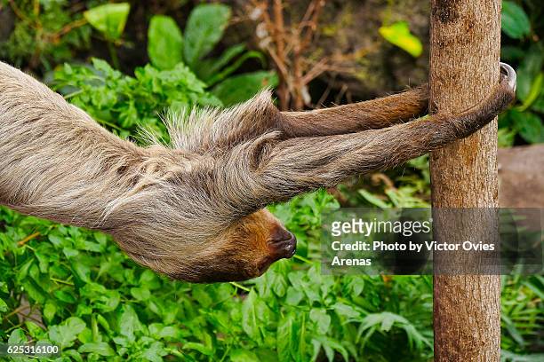 two-toed sloth (choloepus didactylus) from south america jumping from tree to tree - hoffmans two toed sloth stock-fotos und bilder