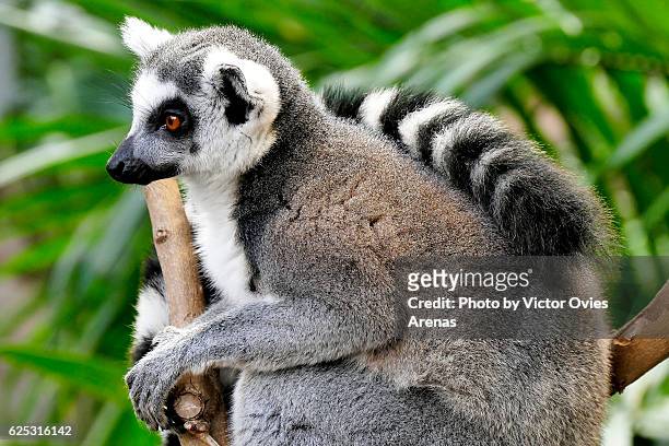 ring-tailed lemur endemic to the island of madagascar with its black and white ringed tail on its back - jungle island zoological park stock pictures, royalty-free photos & images
