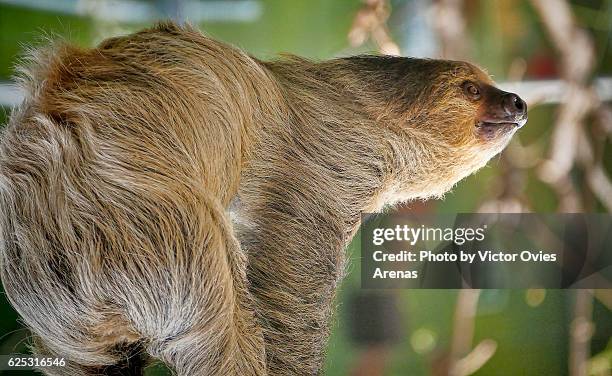 two-toed sloth (choloepus didactylus) from south america - hoffmans two toed sloth stock-fotos und bilder