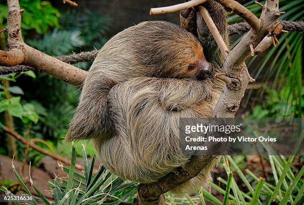 two-toed sloth (choloepus didactylus) from south america sleeping on a tree - hoffmans two toed sloth stock pictures, royalty-free photos & images