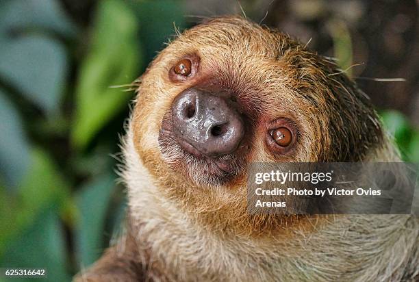 two-toed sloth (choloepus didactylus) from south america looking at te camera - animales en cautiverio fotografías e imágenes de stock