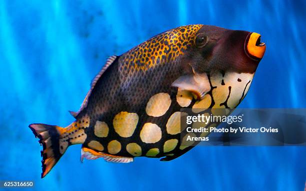 clown trigger fish in the aquarium of the biodomo of the sciences park in granada, spain - triggerfish stockfoto's en -beelden