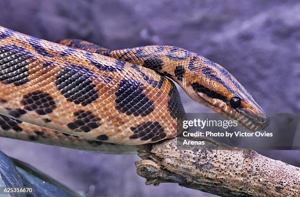 rainbow boa or slender boa endemic to central and south america - epicrates cenchria stock pictures, royalty-free photos & images