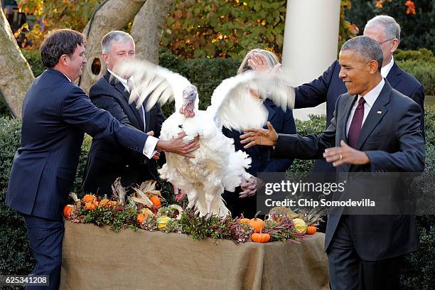 The National Thanksgiving Turkey, 'Tot,' flaps its wings after being pardoned by U.S. President Barack Obama during a ceremony in the Rose Garden at...