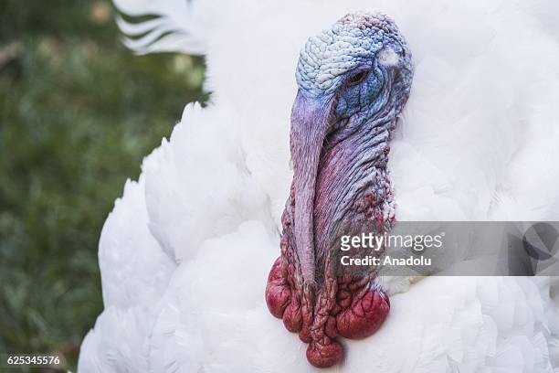Tater, the National Thanksgiving Turkey, struts around the Rose Garden before being pardoned by President Barack Obama during a ceremony at the White...