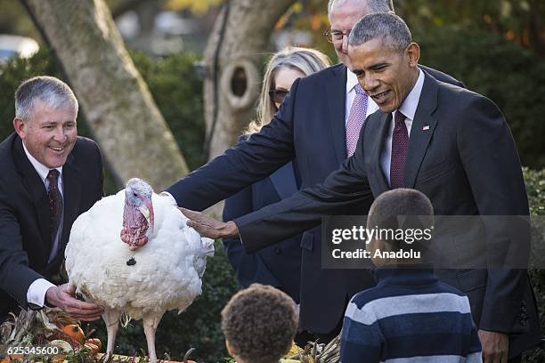 President Barack Obama pets Tater, the National Thanksgiving Turkey, after he pardoned him during a ceremony in the Rose Garden at the White House in...