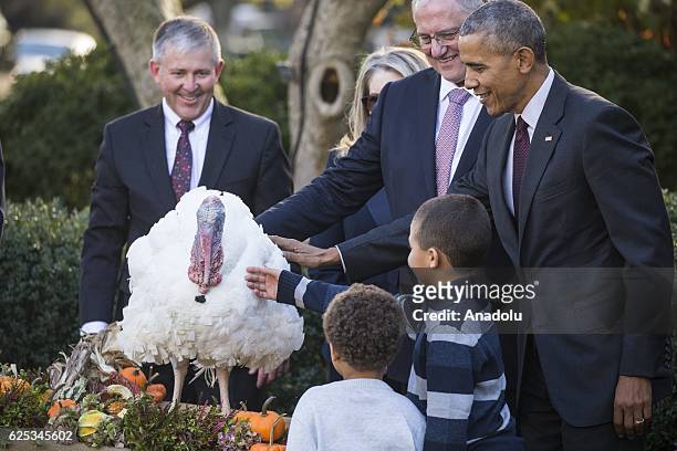 President Barack Obama pets Tater, the National Thanksgiving Turkey, after he pardoned him during a ceremony in the Rose Garden at the White House in...