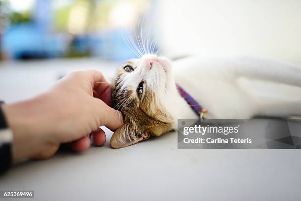 Hand petting a relaxed cat