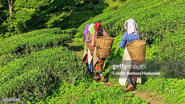 indian pickers crossing plantación de té en darjeeling, india - west bengal fotografías e imágenes de stock