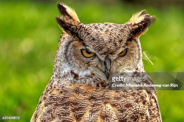 close-up of an eurasian eagle-owl ( bubo bubo ) - mieneke andeweg stock pictures, royalty-free photos & images